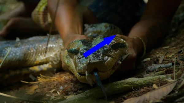 Открытие гигантской анаконды в Амазонии потрясло научный мир