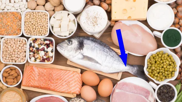  Is there such a thing as 'too much' protein? 