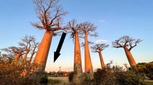  Avenue of the Baobabs: Madagascar's natural monument with dozens of 'mother of the forest' trees 