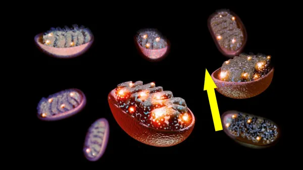 Новая надежда на лечение хронической боли с помощью переноски митохондрий в нервы