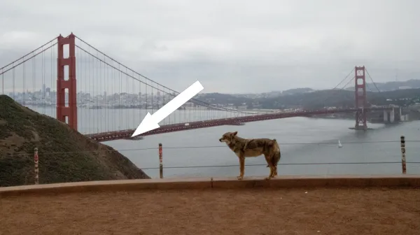 Неожиданный прыжок дикого койота на остров АЛКАТРАЗ — научное открытие или новая экосистема?