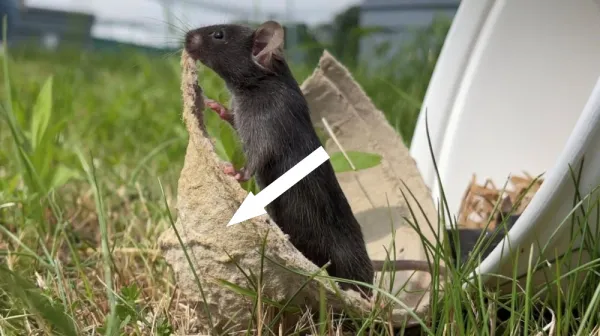 Мыши в лаборатории, которые "коснутся травы", менее тревожны — и всё это вызывает серьезные вопросы к исследовательским методам