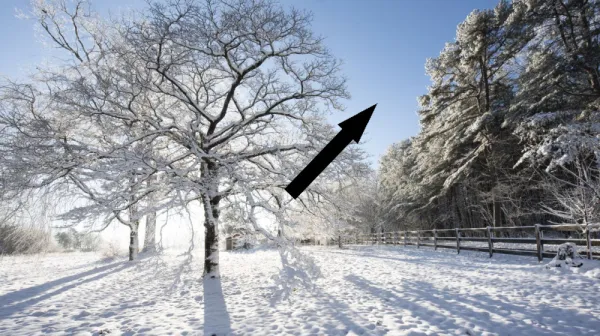 Можно ли взорваться деревьям во время арктического холода