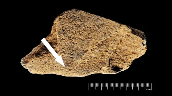  480,000-year-old ax sharpener is the oldest known elephant bone tool ever discovered in Europe 