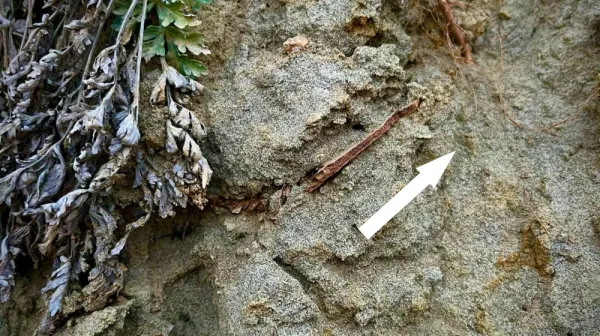  Rock climbers in Italy accidentally discovered evidence of an 80 million-year-old sea turtle stampede 