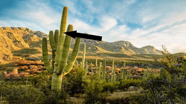 Как пустынный куст Тидестромия после rearrangement внутри может выживать при температуре выше 50°C