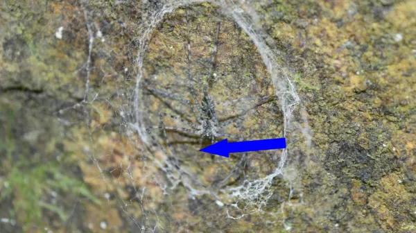 Огромнейшая паутина в мире обнаружена внутри пещеры с серой, где живут 111 000 пауков в полном мраке