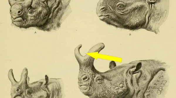  One of the last woolly rhinos to walk Earth was eaten by a wolf pup — and scientists have now sequenced its genome from the undigested meat 
