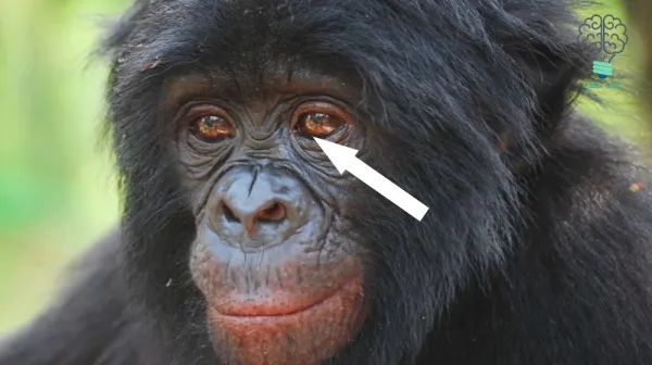  'A forest with bonobos has never been so quiet': Most extreme case of violence in 'hippie' species recorded, with females ganging up on male in unprecedented attack 