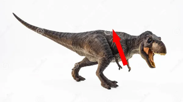 Ти-Рекс: насколько вы знаете короля динозавров?