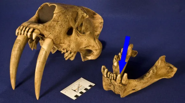 Раскопки в Сербии раскрыли шокирующую тайну: бродячий медведь боролся за жизнь в римском гладиаторском раскопе