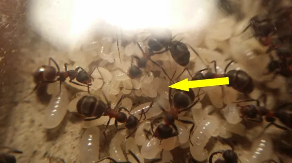 Как паразиты-муравьи обманывают своих сородичей и захватывают трон