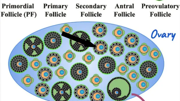 Удивительное открытие научит вас, почему яйцеклетки человека защищены от старения