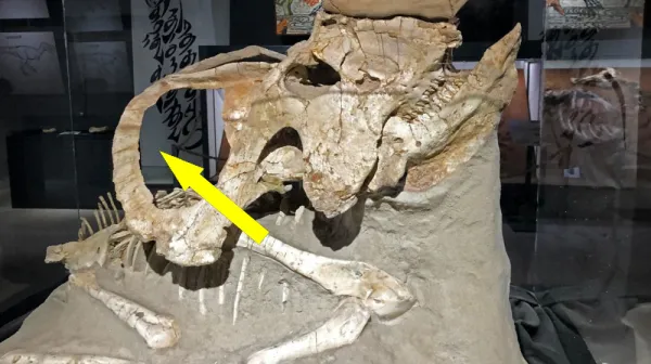 Древний динозавр с куполообразной головой из Монголии потрясает науку