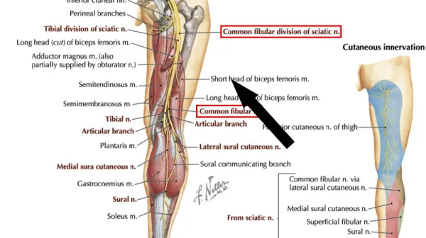  Why can't you wiggle your toes one at a time? 