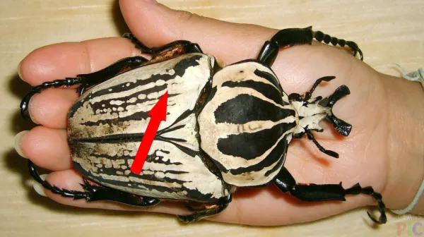  Creepy new giant insect may be the heaviest ever recorded in Australia 