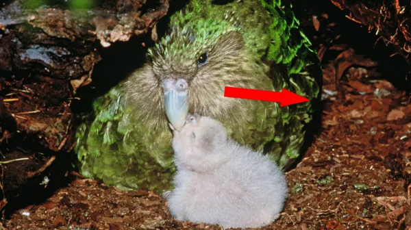  Rare nocturnal parrots in New Zealand are breeding for the first time in 4 years — here's why 