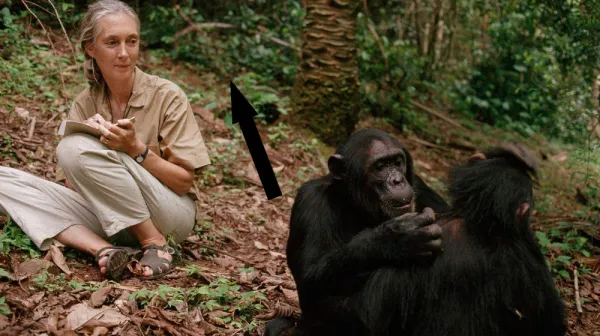 Испытай свои знания о наших ближайших родственниках — Обезьянах и приматах