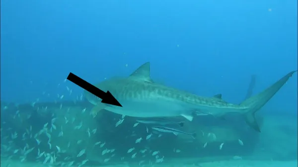  Shark attacks in Hawaii spike in October, and scientists think they know why 