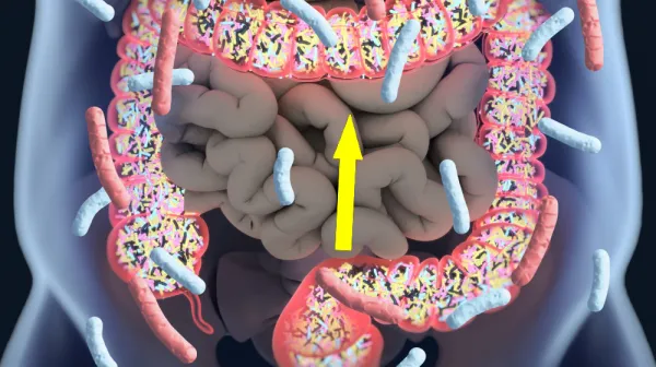  High-fiber diet may 'rejuvenate' immune cells that fight cancer, study finds 