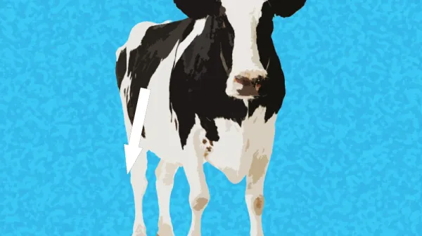  Ever seen a pet cow pick up a broom and scratch herself with it? You have now 