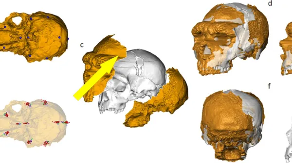 Почему наука опровергает древнюю теорию о носах Неандертальцев как о тепловых агрегатах