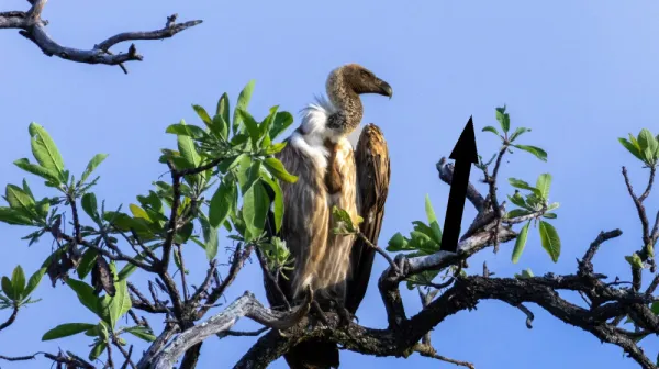 Почему стервятники кружатся и что это значит для природы