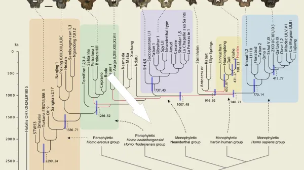 Проверьте свои знания о происхождении человека — готовы к викторине?