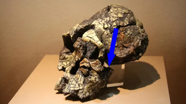 Загадка древней челюсти из Эфиопии разрывает представления о наших предках