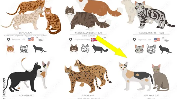  Did any cat breeds develop naturally? 