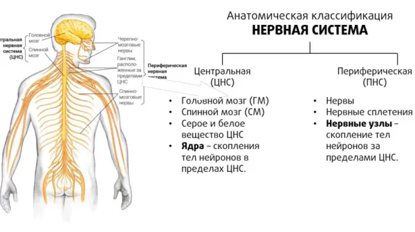  Neuroscience word search — Find all the parts of the brain 
