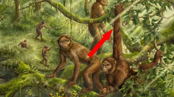 Уникальный след на 7-миллионолетней ископаемой кости указывает на древних приматов, ходивших на двух ногах, возможно, предков человека