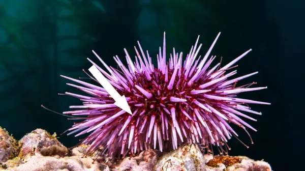  Microscopic baby sea urchin crawling with tubed feet is among video winners of Nikon Small World in Motion competition 