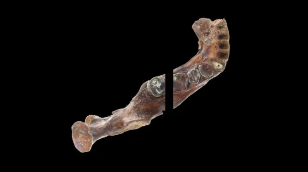 Древние японцы из эпохи Джомон едва коснулись Денисовских генов, удивительные открытия учёных