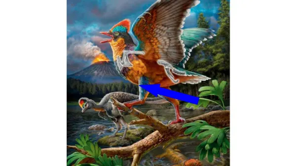Таинственные открытия недели: Возвращение гигантских древних птиц и перемещение полюсов Земли