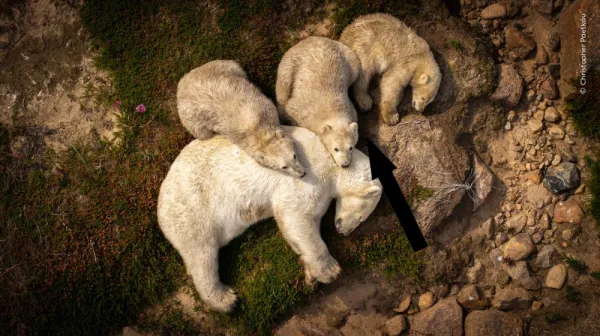  Grim photo captures polar bear mom and cubs resting in mud in summer heat 