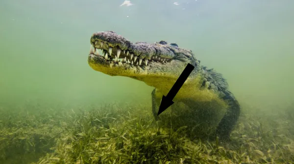  Saltwater crocodiles crossed the Indian Ocean to reach the Seychelles — before humans arrived and wiped them out 