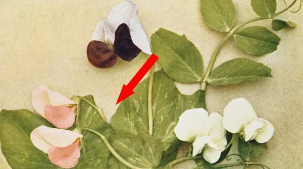 Генетика в действии: как одна кролеподобная деятельность изменила науку навсегда