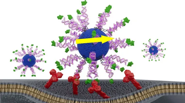 Новая вакцина против рака обещает победу над ВПЧ-ассоциированными опухолями в гортани