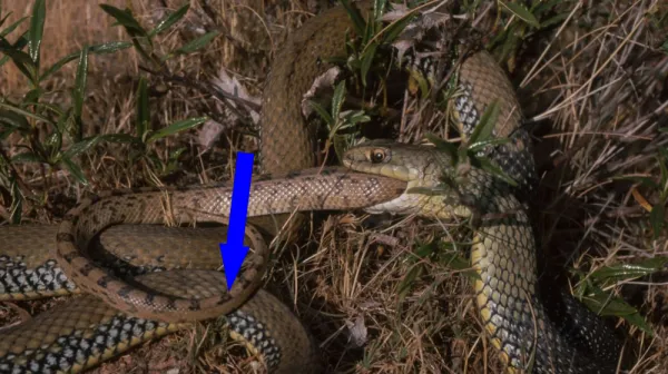 ЗМЕИ-КАНИБАЛЫ В ЕДИНОМ НАУКОВОМ ПРОСТРАНСТВЕ Почему рептилии вдруг начали есть своих сородичей