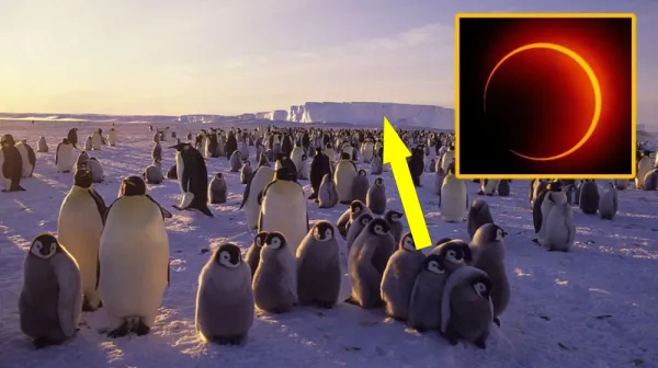  Lucky few to see 'ring of fire' solar eclipse over Antarctica on Feb. 17 