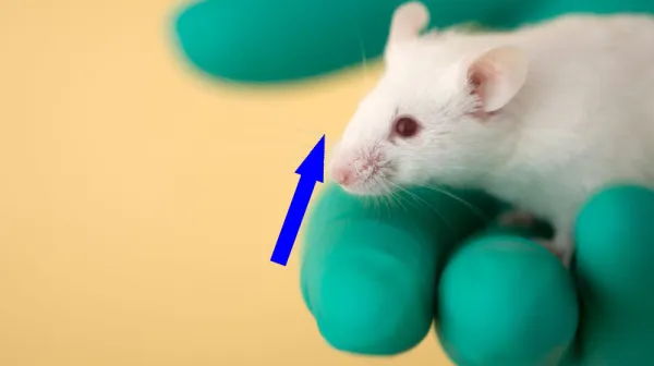 УНІВЕРСАЛЬНЫЙ НАЗАЛЬНЫЙ СПРЕЙ ВАКЦИНА ОБНОВАЕТ БАРЬЕРЫ ПРОТИВ ВИРУСОВ, БАКТЕРИЙ И АЛЛЕРГЕНОВ