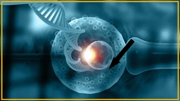 Технологии выбора эмбрионов в ИКСИ превращают будущее детей в игру на рынке