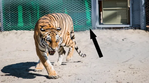  Kazakhstan plants tens of thousands of trees in giant effort to reintroduce tigers 