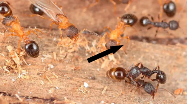 Каждая муравьиная — королева в этом паразитарном виде, клонирующей и захватывающей другие колонии
