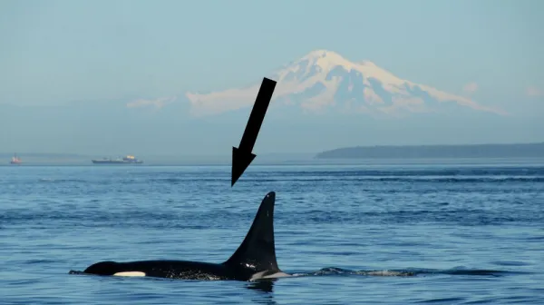  Chewed-up orca fins on Russian beach point to cannibalism, and scientists say it may explain why some pods are so tight-knit 