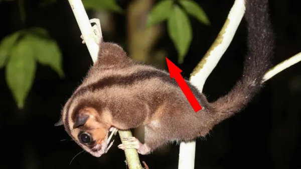 Эксклюзивное открытие в джунглях Новой Гвинеи поражает научный мир