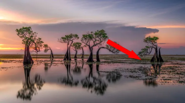 Морские деревья как спасение планеты и экономики: почему мы до сих пор не сажаем их миллионами?