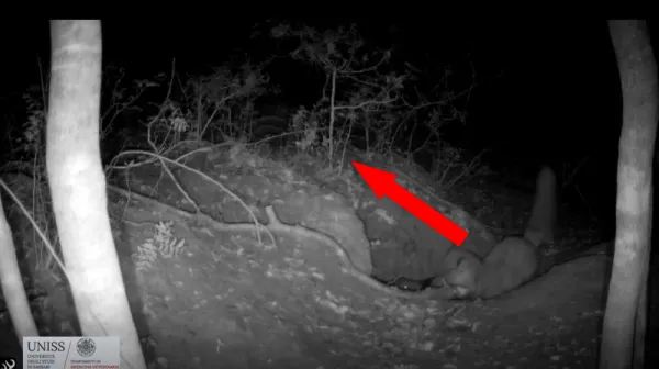  'Striking' footage captures the moment a red fox preys on a wolf pup — a behavior never seen on film before 