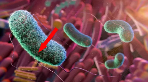  Could gut microbes hold the secret to aging well? A researcher unpacks the emerging science 